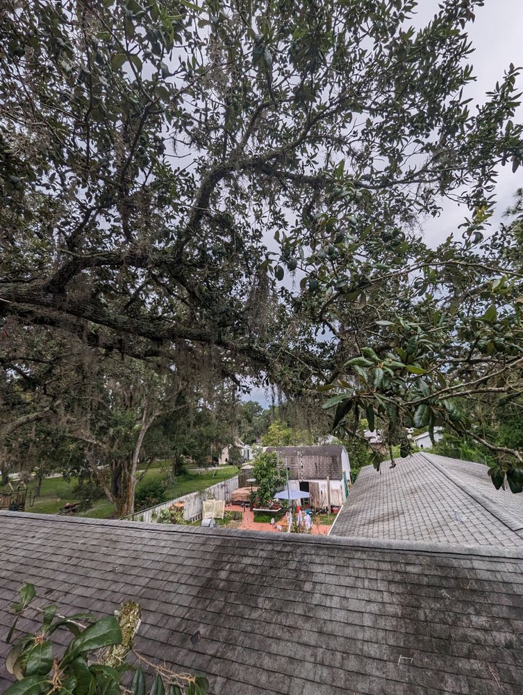 All Photos for Regal Tree Service and Stump Grinding in Wauchula, FL