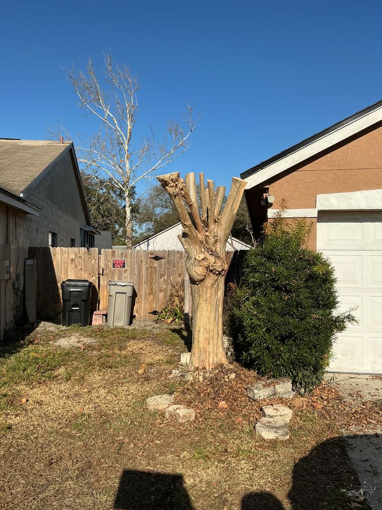 All Photos for Amerigrown Tree And Lawn in Apopka, FL