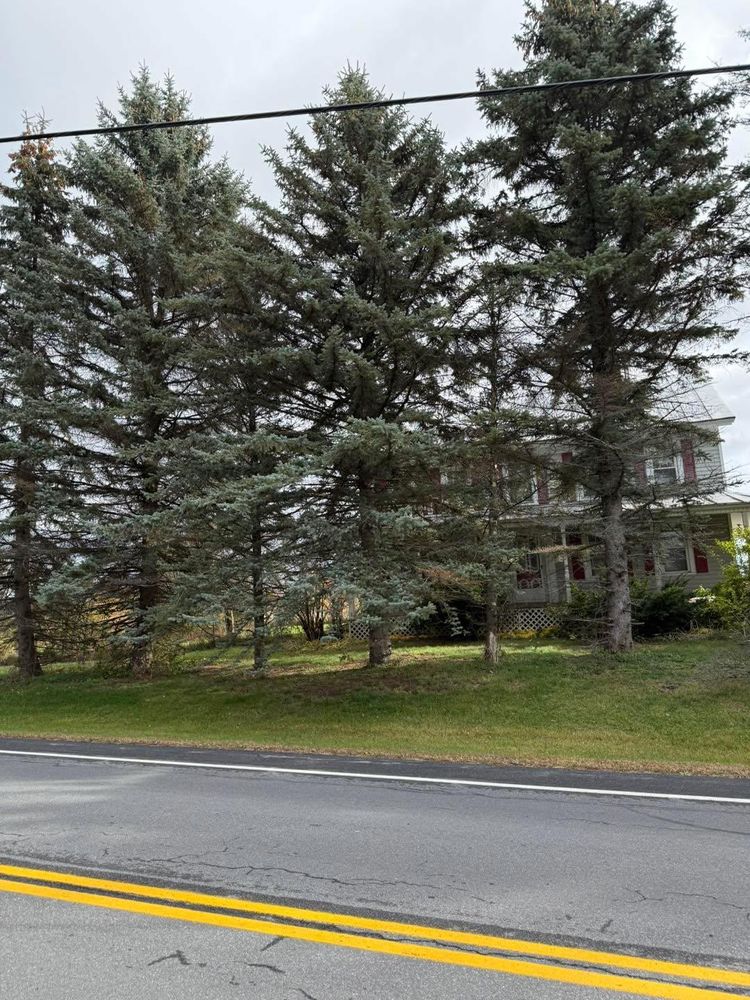 All Photos for Sterlings Tree Removal in Cobleskill, New York