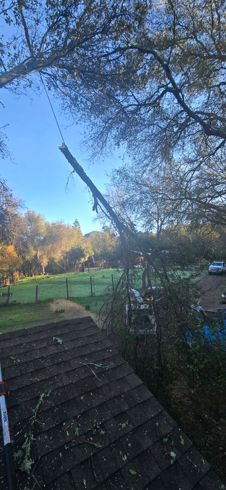 All Photos for George Staddan's Professional Tree Care in Placerville, CA