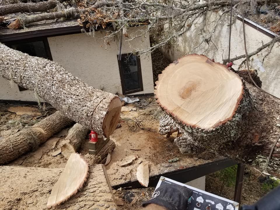 Tree Removal for Spruce Creek Tree Service in Port Orange, FL