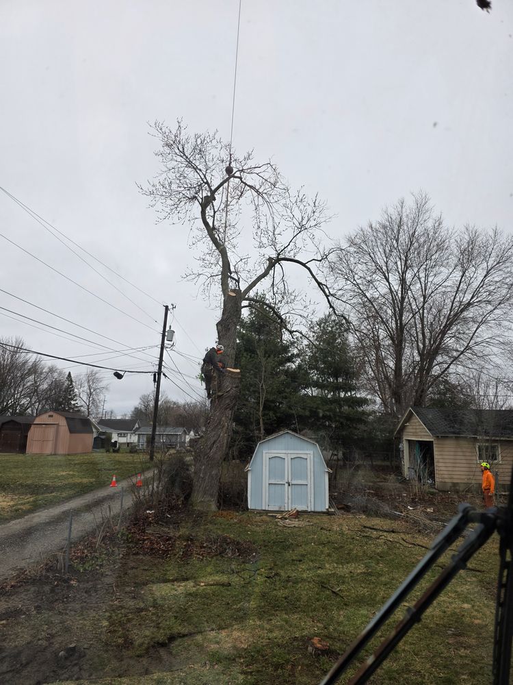 All Photos for Advanced Tree Solutions in Rockville, IN