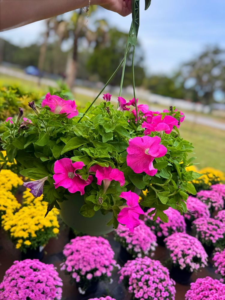 All Photos for Southern Roots Tree Farm in Crystal River, FL