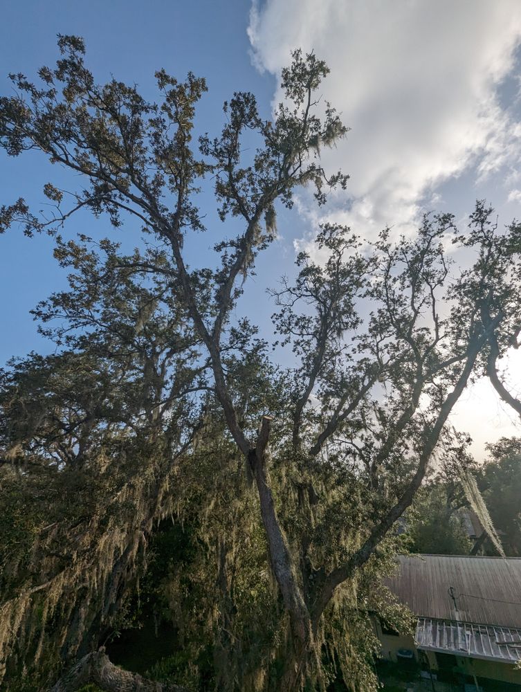All Photos for Regal Tree Service and Stump Grinding in Wauchula, FL