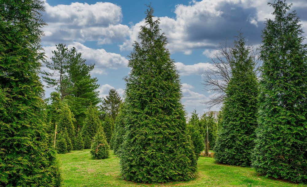 Our Green Giant Arborvitae Private Specimen Nursery offers a wide selection of specimen evergreens, including mature trees for instant impact, fast-growing options for quick screening, privacy hedges for long-term seclusion, and deer-resistant varieties for lasting protection. for  in Morristown, NJ