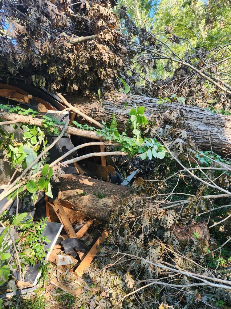 Tree Removal for Stumpbusters Tree Service in Louisa County, VA