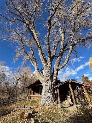 All Photos for Clean Cut Tree Service in Gillette, WY