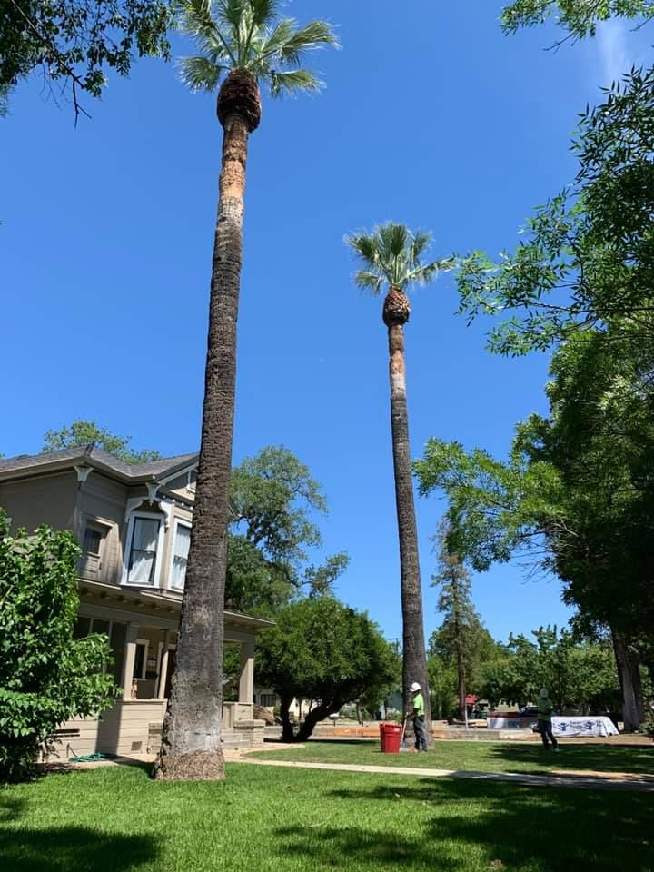 All Photos for Lalo's Tree Service in Willows, CA