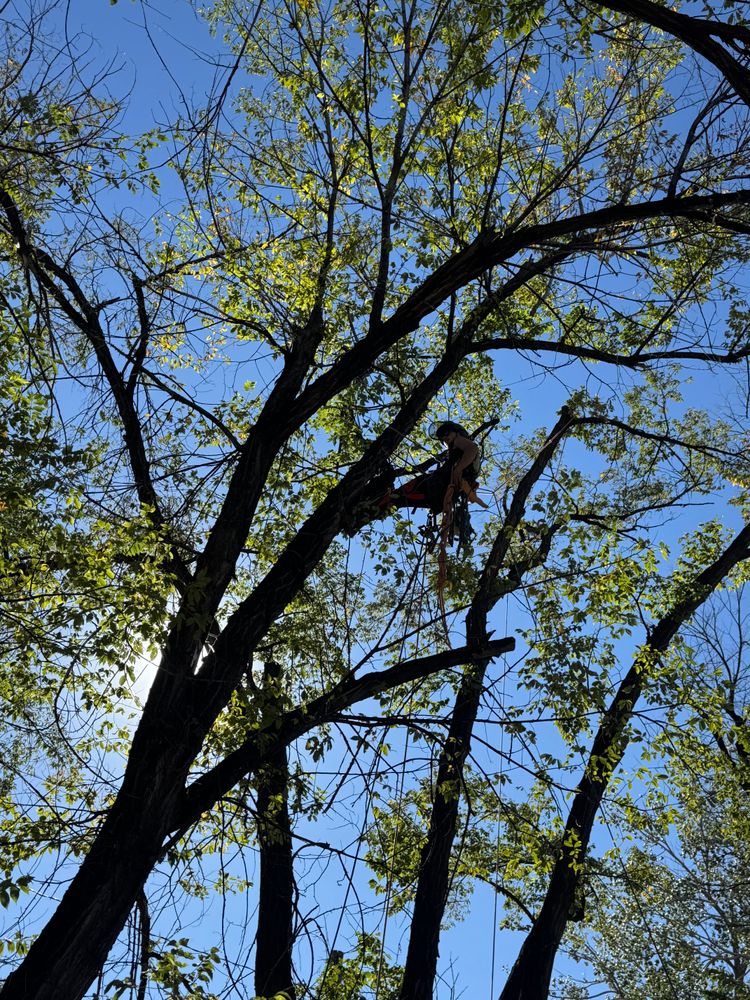 All Photos for Elevated Tree Care in Gillette, WY