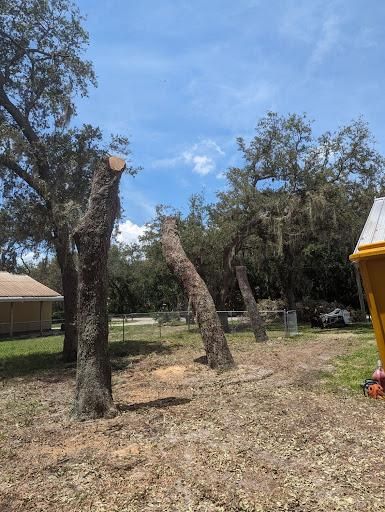 All Photos for Regal Tree Service and Stump Grinding in Wauchula, FL