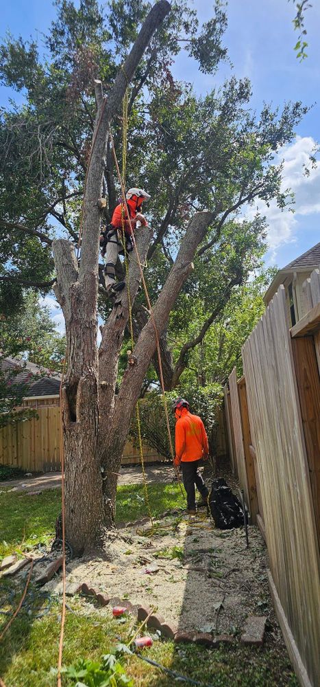 All Photos for Servin's Tree Care  in Houston, TX