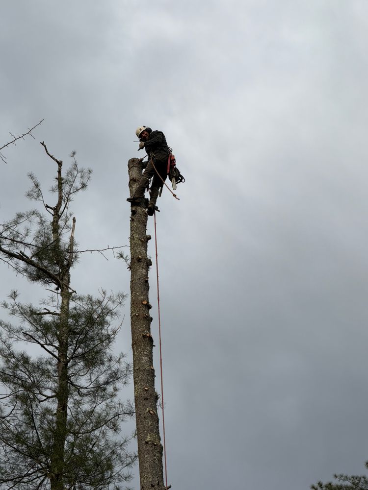 All Photos for Native Roots Tree Service in Cape Cod, MA