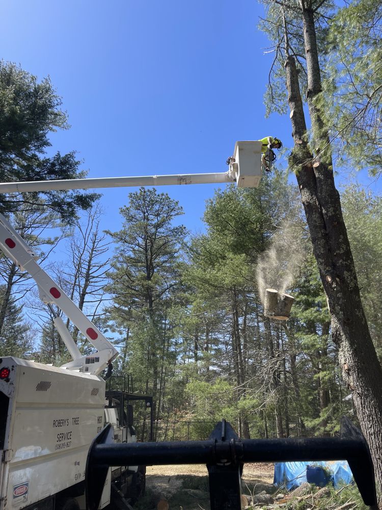 Tree Removal for Robery's Tree Service in West Wareham, MA