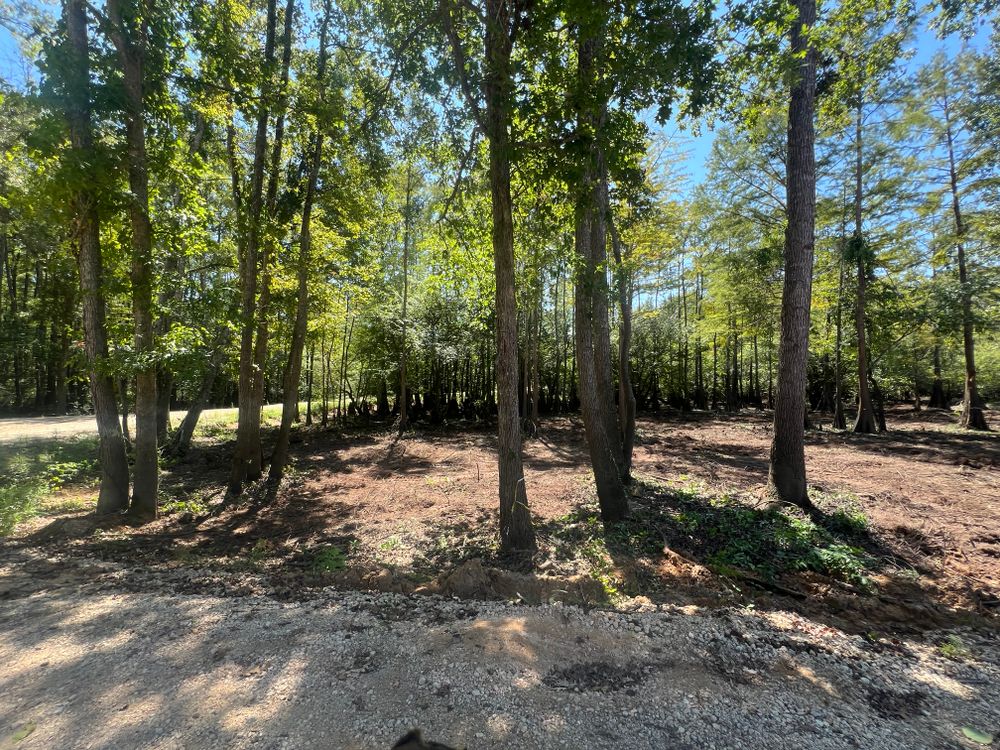 All Photos for Best Price Tree Service in Hallsville, TX