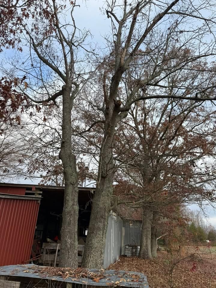 All Photos for Down South Tree Care and Landscaping in Maiden, NC