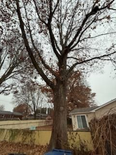 All Photos for Dittmer Tree Service in Davenport, IA