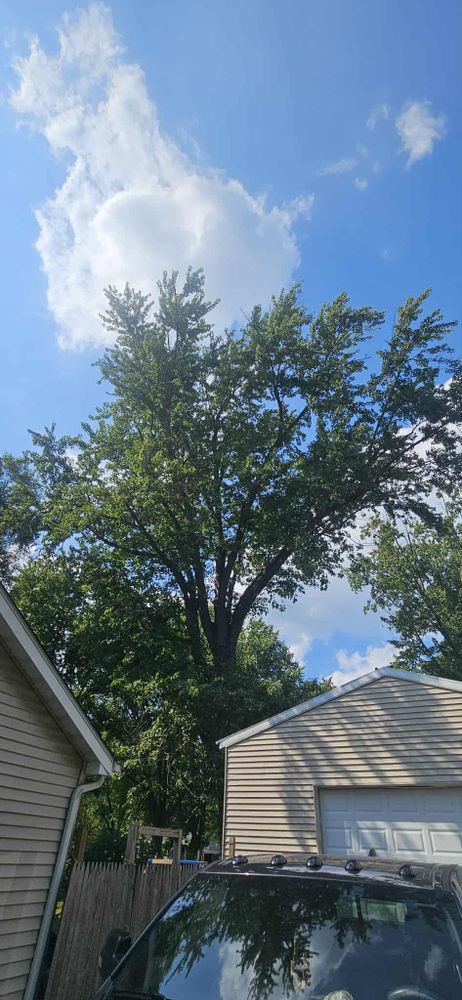 All Photos for Highborn Tree Service in Wheatfield, IN