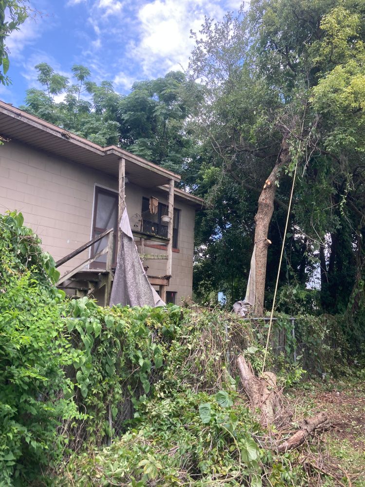 Tree Removal for Top Notch Tree Experts in Orange Park, FL