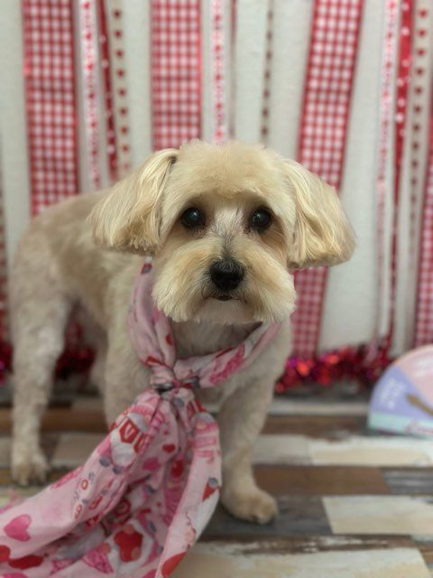 All Photos for Tails By The Lake Grooming in Branson West, MO