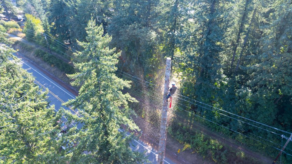 Tree Removal for Clippys Tree Pros in Stayton, OR