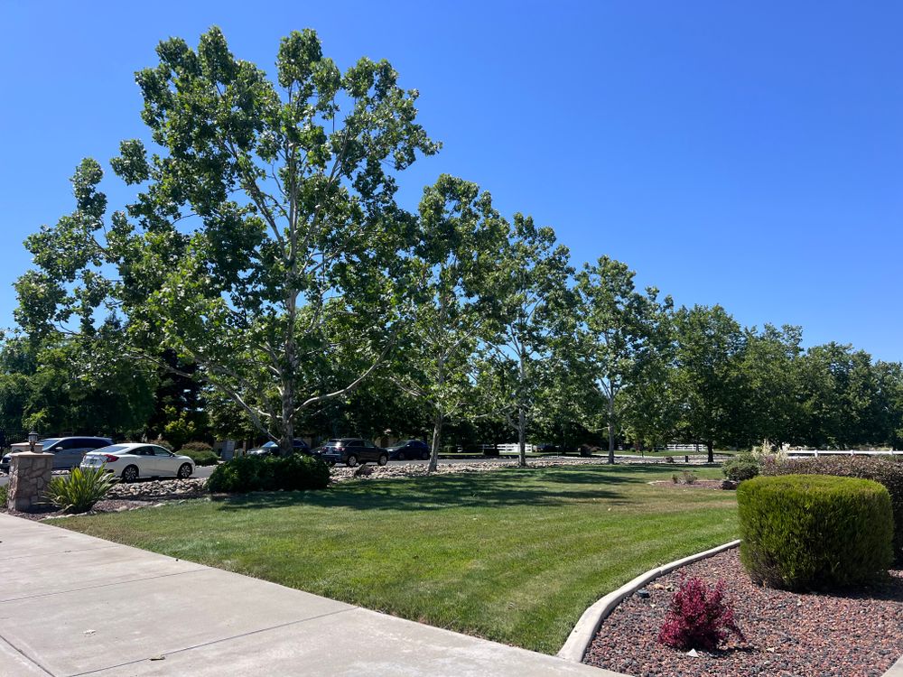 All Photos for Sammy's Tree Services in Sacramento, CA