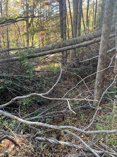 All Photos for Ground To Sky Tree Care in Asheville, North Carolina