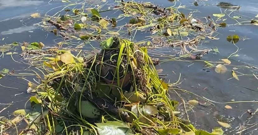 Enhance your waterfront property with our Lake Weed Removal service. We efficiently clear unwanted vegetation, ensuring a clean, healthy lake environment and improving the natural beauty of your landscape. for JT’s Underwater Landscaping in Brainerd, MN