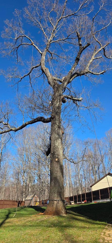 All Photos for Hamlett Tree Service LLC in Clover, VA