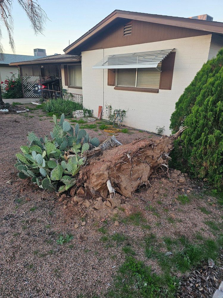 All Photos for T's Tree Service and Firewood in Apache Junction, AZ