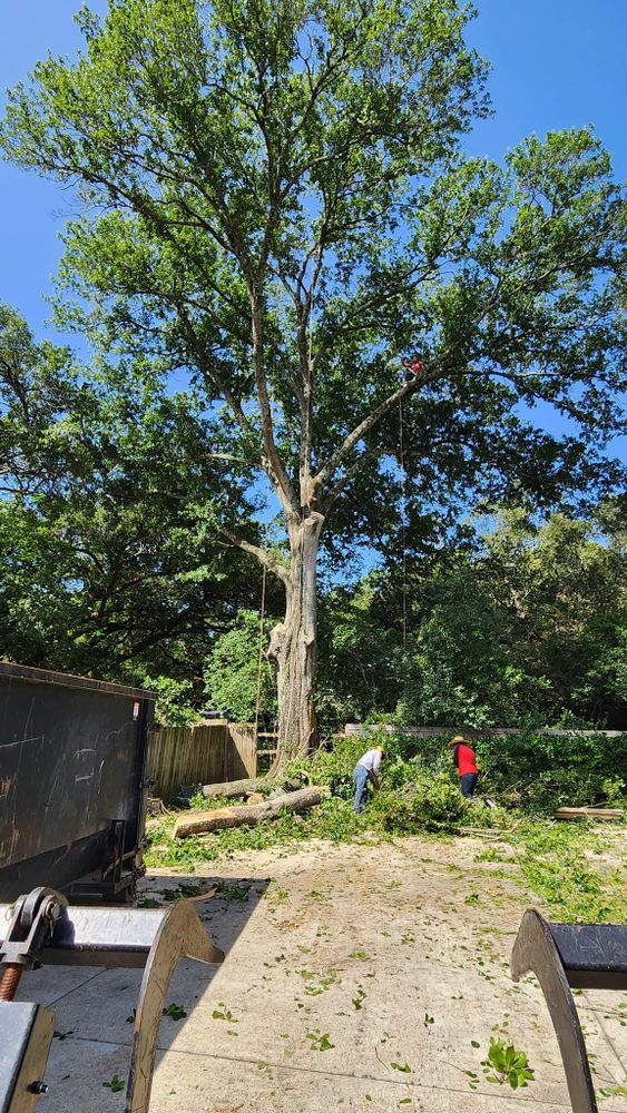 Our tree trimming service ensures your trees are healthy, safe, and visually appealing. We use an expert team and quality equipment to carefully prune branches for optimal growth and aesthetics. for Ken's Elite Cutters LLC  in Breaux Bridge, LA