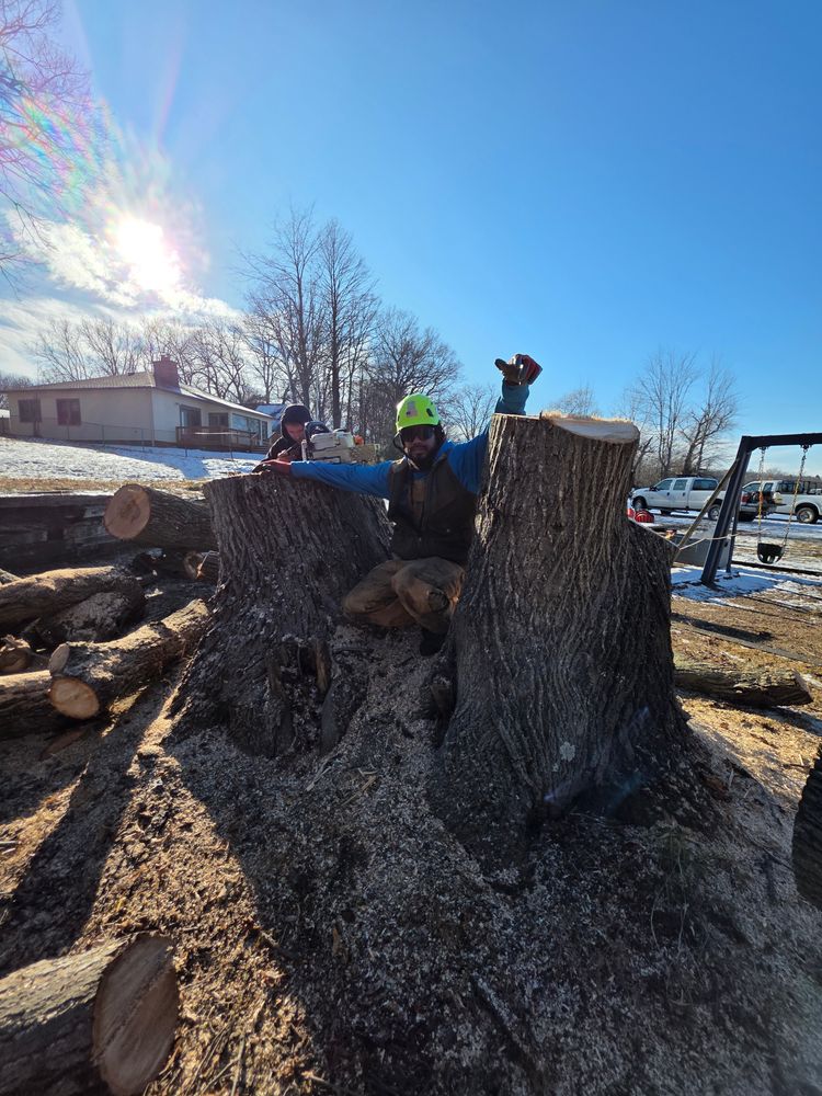 All Photos for D Hale Tree Service in Ann Arbor, MI