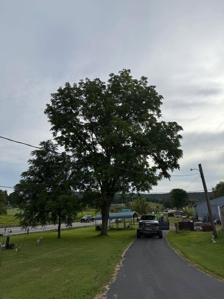 All Photos for Sterlings Tree Removal in Cobleskill, New York