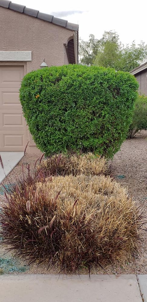 Landscaping for Sunrise Landscape in Maricopa, AZ