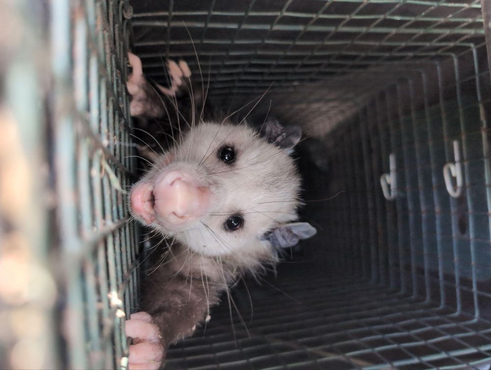 All Photos for Topper's Wildlife Removal in Garland, TX