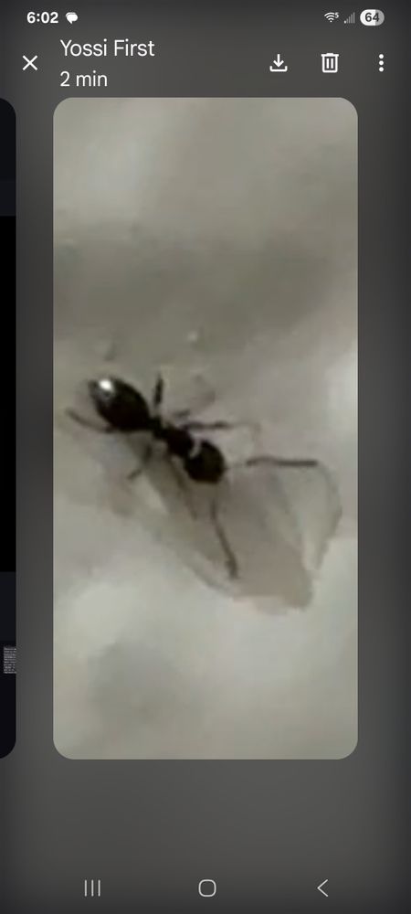 All Photos for Niko's Pest Control in Las Vegas, NV