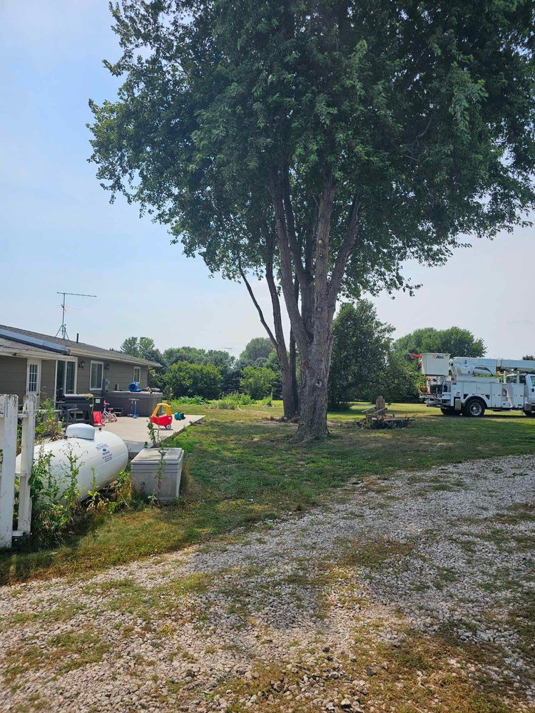 Tree Removal for Tree Tech in Luverne, MN