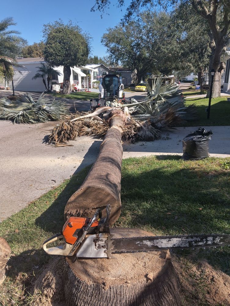 Tree Removal for Bills Tree Service in Valrico, FL