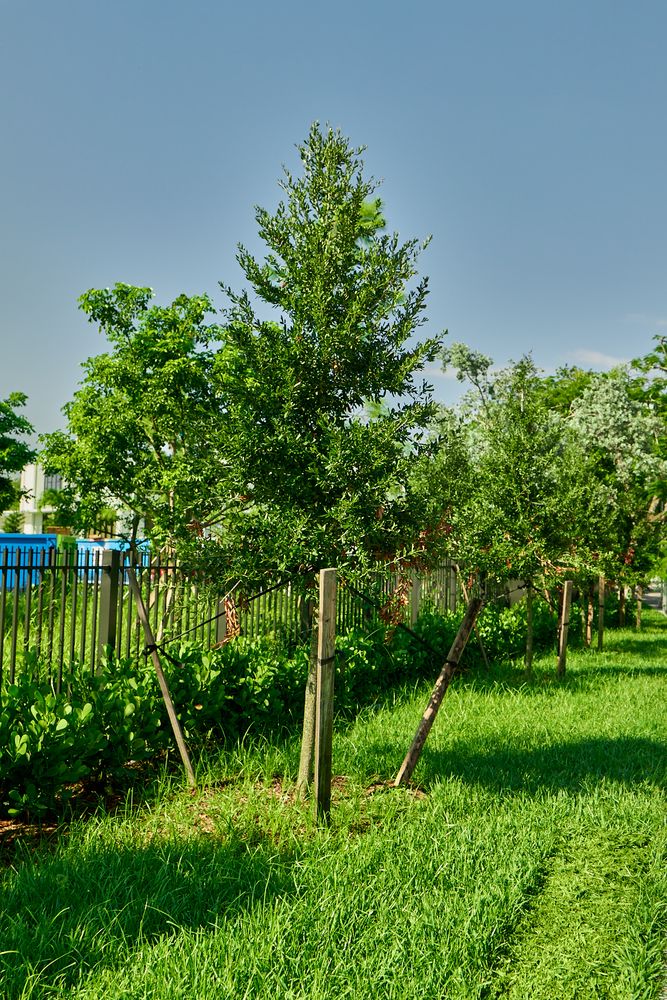 Landscape for Arazoza Brothers Corporation in Miami, FL