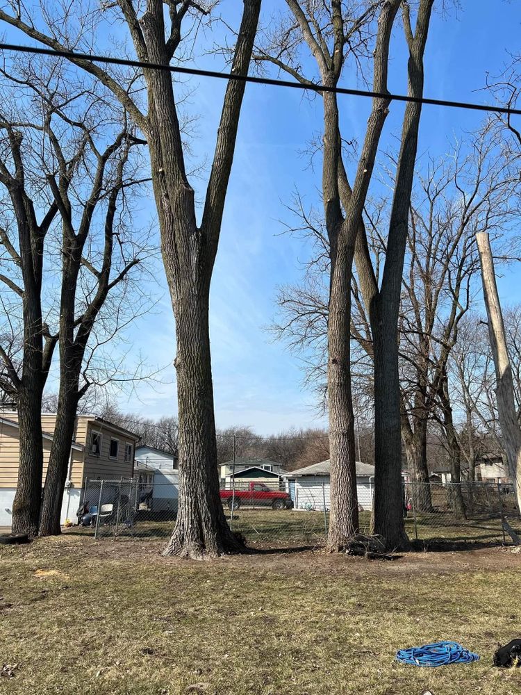Tree Removal for Highborn Tree Service in Wheatfield, IN