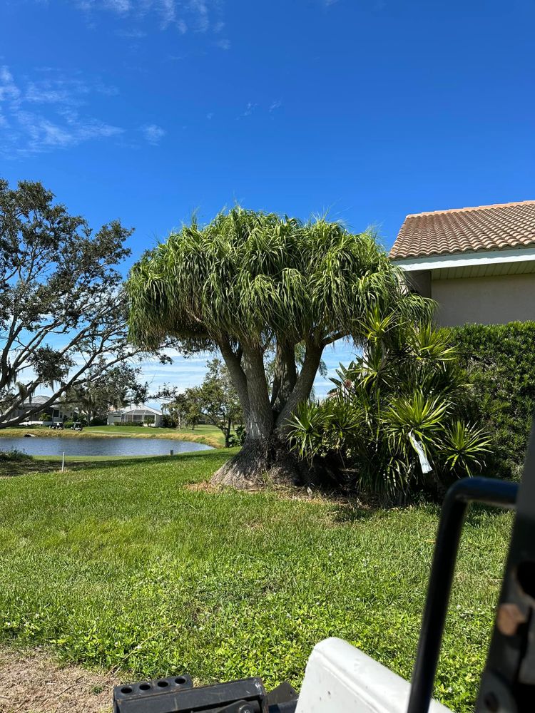 Tree Removal for MX Trees LLC in Englewood, FL