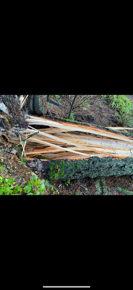 Tree Removal for Kimberley’s Trees in Saint Maries, ID