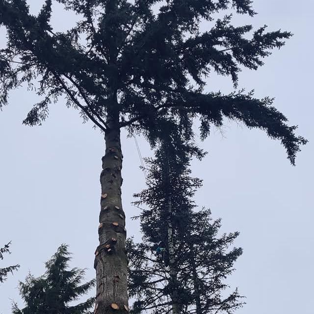 Enhance your home's safety and aesthetics with our expert tree trimming service. We ensure healthier growth, maintain shape, and eliminate hazardous branches for a more beautiful and secure outdoor environment. for A&J WA Tree Services in Kent, WA