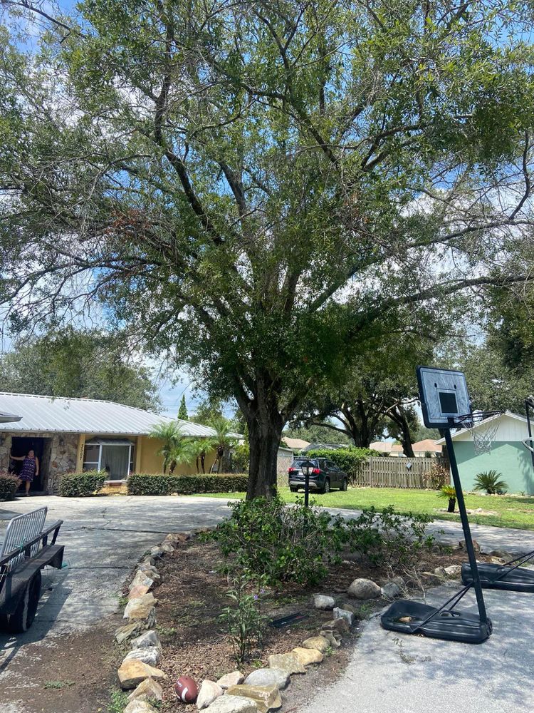 All Photos for Efficient and Reliable Tree Service in Lake Wales, FL