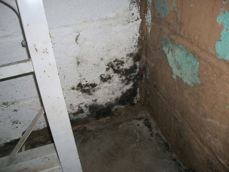 Eliminate mold safely and permanently with professional mold remediation services in Vermont and New Hampshire. We locate, remove, and prevent mold growth in basements, attics, and crawl spaces.

If you’ve been searching “mold removal near me”, we proudly serve Springfield VT, Windsor County VT, Claremont NH, and surrounding communities with certified, eco-friendly solutions. for First Response Reconstruction LLC in Windsor County, VT