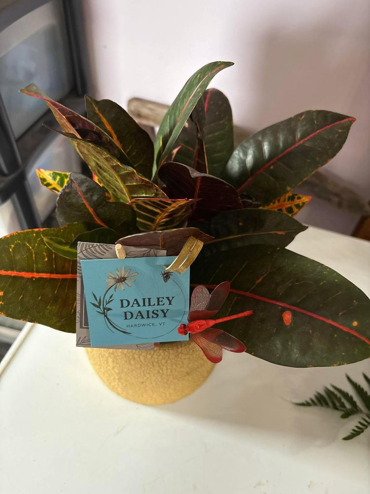 All Photos for The Dailey Daisy in Hardwick, VT