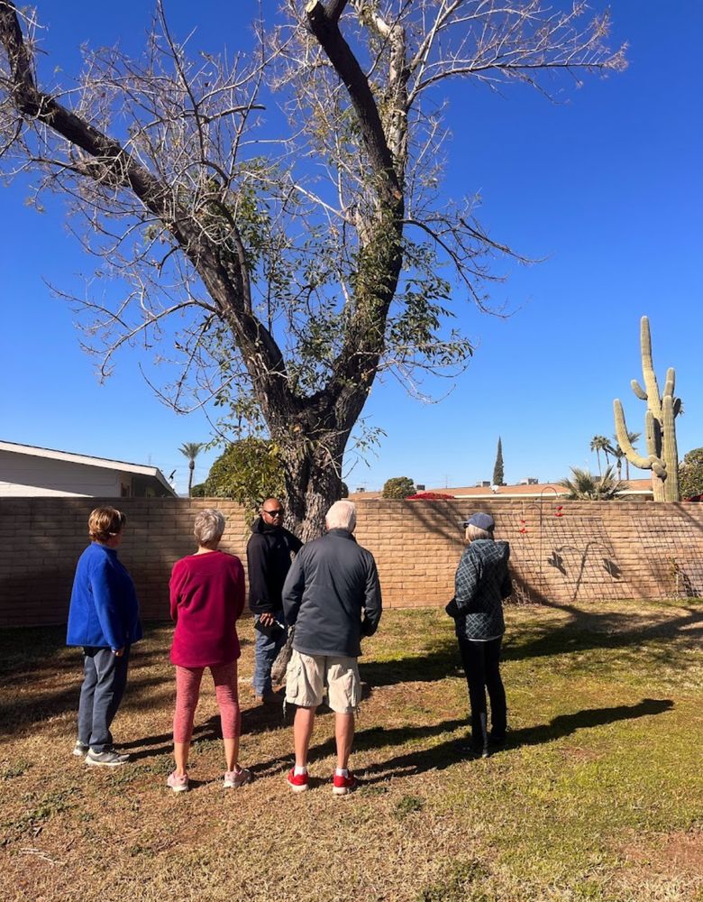 Our Arborist Consult service provides expert advice on tree health, pruning, and removal options. Trust our certified arborists to help you make informed decisions to maintain the beauty of your landscape. for AZ Tree & Hardscape Co in Surprise, AZ