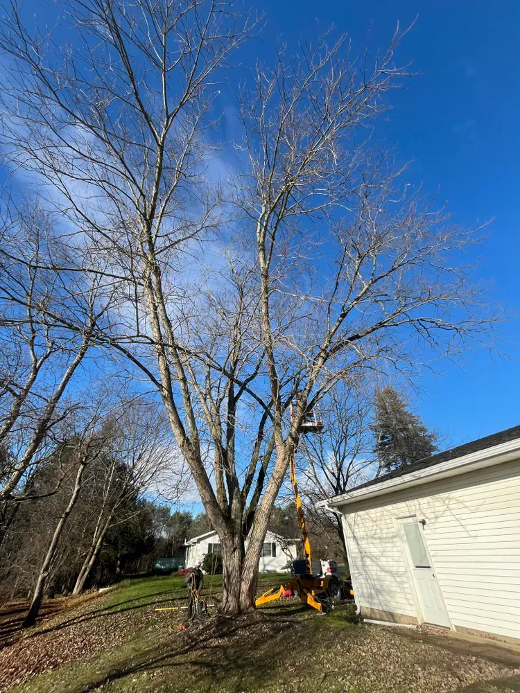 All Photos for Licensed to Cut Tree Service in Athens, PA