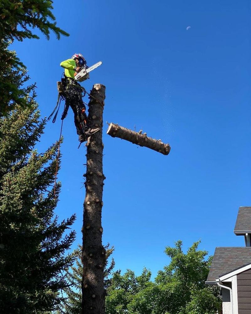 All Photos for Clean Cut Tree Service in Gillette, WY