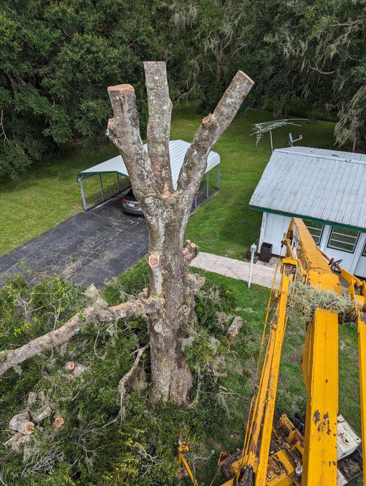 All Photos for Regal Tree Service and Stump Grinding in Wauchula, FL