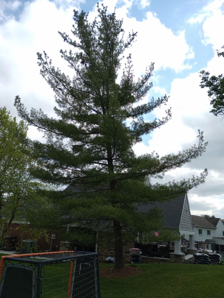 All Photos for Kingdom Tree Trimming and Removal LLC in Covington, KY